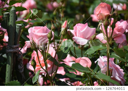 美麗的玫瑰 美麗的玫瑰 126764011