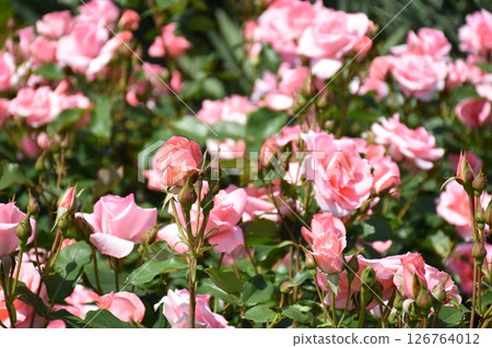 美麗的玫瑰 美麗的玫瑰 126764012