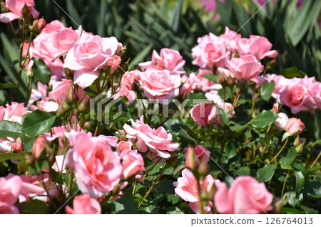 美麗的玫瑰 126764013