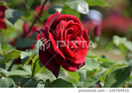美麗的玫瑰 美麗的玫瑰 126764018