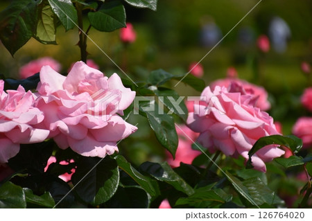 Beautiful Rose Beautiful Rose 126764020