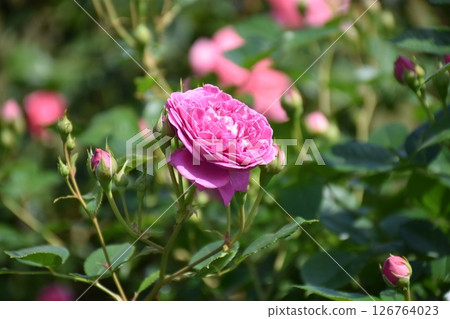 美麗的玫瑰 126764023