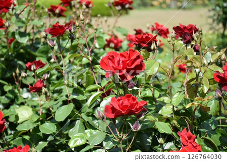 美麗的玫瑰 126764030