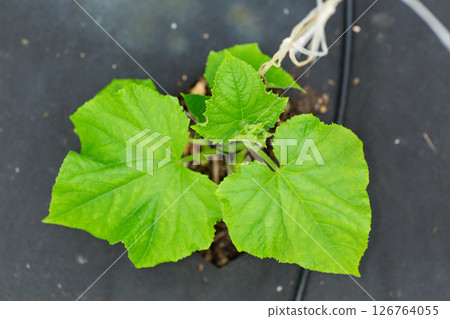 Young cucumber plant in greenhouse conditions in spring Young cucumber plant in greenhouse conditions in spring 126764055
