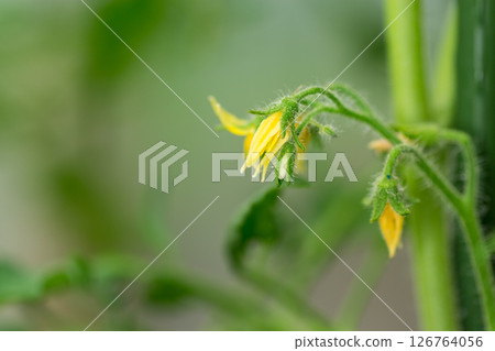 Yellow tomato flowers on a green background of leaves Yellow tomato flowers on a green background of leaves 126764056