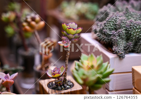 植物商店的木架上陳列著各種顏色、混合圖案的盆景多肉植物，以及帶有醒目葉子的日本手工製作的容器。 126764355