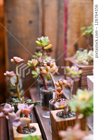 植物商店的木架上陳列著各種顏色、混合圖案的盆景多肉植物，以及帶有醒目葉子的日本手工製作的容器。 126764356