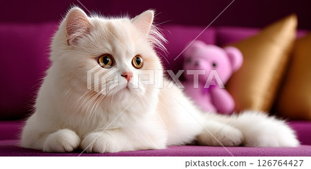 A fluffy white cat with striking eyes is lounging comfortably on a vibrant purple couch 126764427