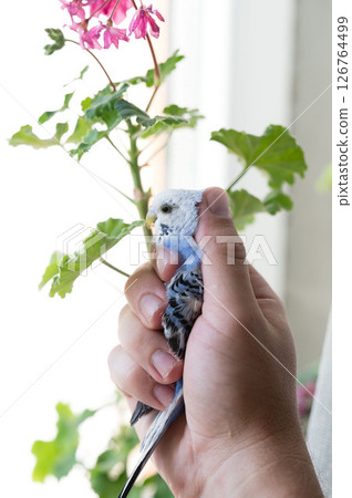 Small blue and white bird gently held in a hand, near a flowering plant. Small blue and white bird gently held in a hand, near a flowering plant. 126764499