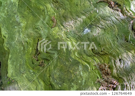 Close-up of the bark of a 300-year-old pine tree. Puszcza Piska Forest. Masuria in Poland. Close-up of the bark of a 300-year-old pine tree. Puszcza Piska Forest. Masuria in Poland. 126764649