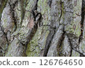 Close-up of the bark of a 400-year-old oak tree. Puszcza Piska Forest. Masuria in Poland. 126764650