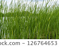 Green water grass on the lake. 126764653