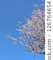 Spring scenery with blue skies and cherry blossoms in full bloom 126764654