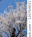 Spring scenery with blue skies and cherry blossoms in full bloom 126764655