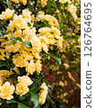 Spring scenery with yellow flowers of the Japanese bank rose in bloom 126764695