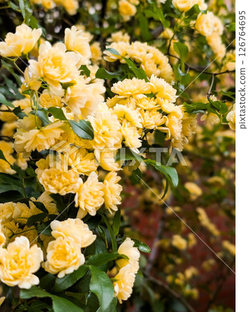 Spring scenery with yellow flowers of the Japanese bank rose in bloom Spring scenery with yellow flowers of the Japanese bank rose in bloom 126764695