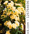 Spring scenery with yellow flowers of the Japanese bank rose in bloom 126764696
