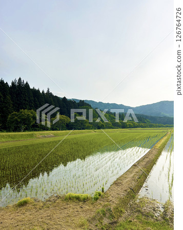 Scenery with rice field Scenery with rice field 126764726