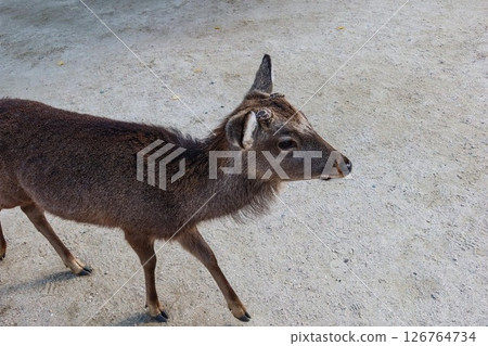a young deer with horn being removed standing on a sandy gravel-covered surface looking to the right with copy space. Its brown coat has darker fur running along its back a young deer with horn being removed standing on a sandy gravel-covered surface looking to the right with copy space. Its brown coat has darker fur running along its back 126764734