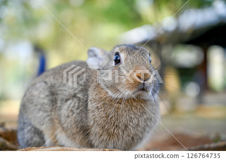 Gray rabbit crouches on the grassland under the roots of trees, exhibiting patterned fur and expressive eyes in the quiet village environment of Ning Gray rabbit crouches on the grassland under the roots of trees, exhibiting patterned fur and expressive eyes in the quiet village environment of Ning 126764735