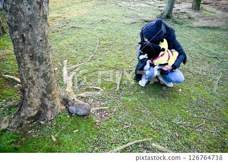 A Shiba Inu curiously sniffing a wild hare on the grass under the shade of a tree, caught in a village park, a mutually beneficial scene of straddling species. 126764738