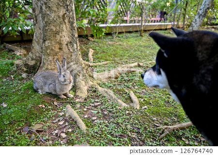 一隻柴犬好奇地嗅著村莊公園樹蔭下草地上捕獲的野兔，這是一幅跨物種互利的景象。 126764740