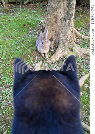 一隻柴犬好奇地嗅著村莊公園樹蔭下草地上捕獲的野兔，這是一幅跨物種互利的景象。 126764742