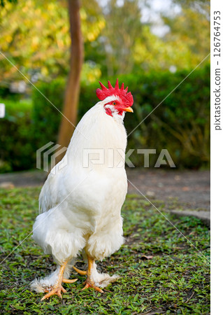 傲然的白公雞韗佇立在混合土基上，背景是藍天與群山，是祥輝筆下農民的警覺與鄉村的生機。 126764753