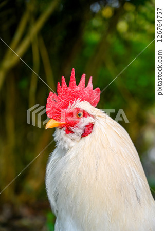 A special photo of a white public sky, with a distinctive bright red crown and a yellow flag, on a green forest background, with outstanding detailed plumage. A special photo of a white public sky, with a distinctive bright red crown and a yellow flag, on a green forest background, with outstanding detailed plumage. 126764757