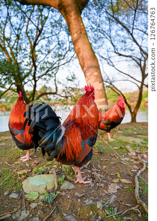 Taiwan's rich and vibrant red and black sky, feathers flashing, green grass on the ground in town village park stone head, very suitable farm animals, poultry village village general Taiwan's rich and vibrant red and black sky, feathers flashing, green grass on the ground in town village park stone head, very suitable farm animals, poultry village village general 126764763