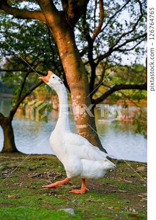 A white boat walking on the grass by the lake, under the shade of a tree, in a quiet park environment in Ning, with an upright posture and orange legs. A white boat walking on the grass by the lake, under the shade of a tree, in a quiet park environment in Ning, with an upright posture and orange legs. 126764765