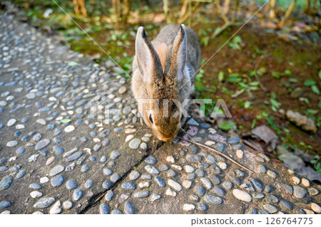 灰兔蹲在樹根下的草地上，在寧鄉寧靜的鄉村環境中，展現出斑駁的皮毛和富有表現力的眼睛 126764775