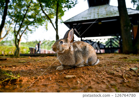 Gray rabbit crouches on the grassland under the roots of trees, exhibiting patterned fur and expressive eyes in the quiet village environment of Ning 126764780