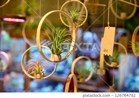 圓形木環上懸掛的空氣植物,陳列在以柔軟糕點為背景的植物店中,陳列在以日式圖案裝飾的植物為特色的現代化房間中。 圓形木環上懸掛的空氣植物,陳列在以柔軟糕點為背景的植物店中,陳列在以日式圖案裝飾的植物為特色的現代化房間中。 126764782