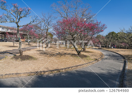 View of the plum orchard at Mukaiyama Green Space in Toyohashi City (Aichi Prefecture) View of the plum orchard at Mukaiyama Green Space in Toyohashi City (Aichi Prefecture) 126764980