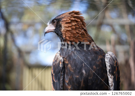 The black breasted buzzard is predator in nature at australia 126765002