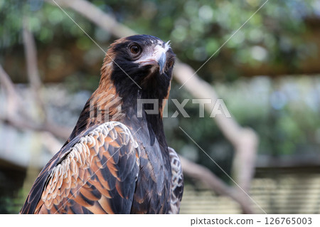 The black breasted buzzard is predator in nature at australia 126765003