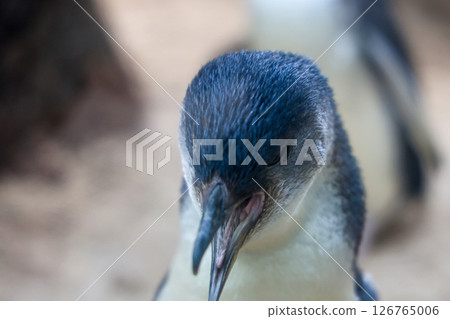 The Fairy penguin or blue penguin is so cute and local animal in phillip island,Australia 126765006