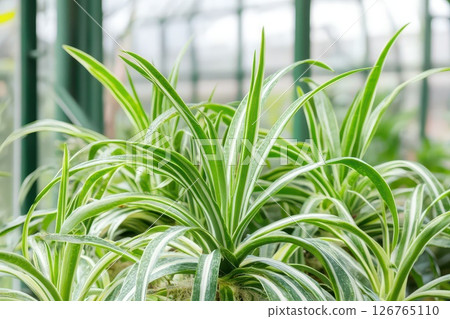 Thriving green spider plants in greenhouse 126765110