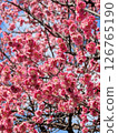 Red plum blossoms in full bloom shining in the blue sky 126765190