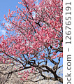 Red plum blossoms in full bloom shining in the blue sky 126765191
