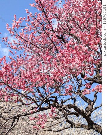 盛開的紅梅花在藍天上熠熠生輝 126765191