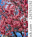 Red plum blossoms in full bloom shining in the blue sky 126765192