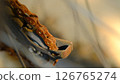 A rusty chain is on the wheel of a bicycle. 126765274