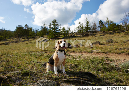 Beagle dog sits quietly in a clearing under a bright blue sky with fluffy white clouds. Beagle dog sits quietly in a clearing under a bright blue sky with fluffy white clouds. 126765296