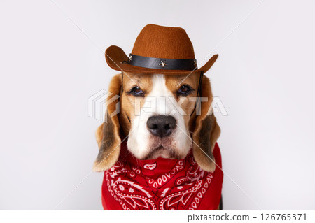 Beagle dog wearing cowboy hat and bandana poses for a fun portrait in a studio setting 126765371