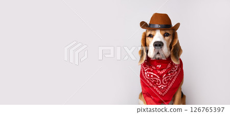 Beagle dog wearing cowboy hat and bandana poses for a fun portrait in a studio setting 126765397