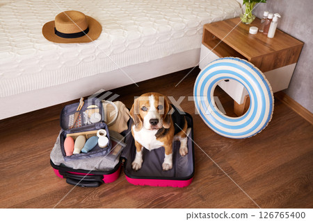 A beagle dog sits in a suitcase with things and a floating inflatable circle for a summer vacation at sea. 126765400