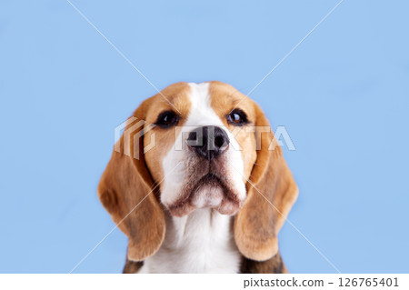 Portrait of a beagle dog on blue isolated background 126765401