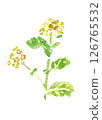 Rape blossoms 126765532